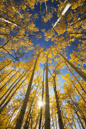 USA, Colorado, Near Steamboat Springs, Yellow Aspen Tree Canopy; Buffalo Pass