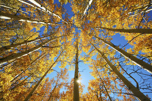 Colorado, Near Steamboat Springs, Buffalo Pass, Yellow Aspen Tree Canopy.