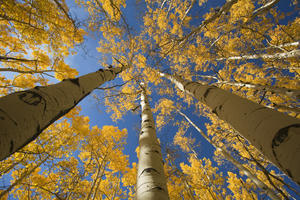 Colorado, Near Steamboat Springs, Buffalo Pass, Yellow Aspen Tree Canopy.