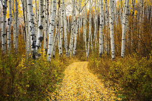 Colorado, Steamboat, Yellow Aspen Leaves On Country Road.