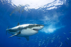 Mexico, Great White Shark (Carcharodon Carcharias); Guadalupe Island