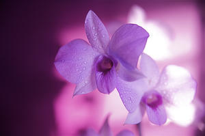 Hawaii, Kauai, White Orchid With Pink Lighting.