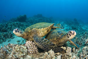 Hawaii, Green Sea Turtles (Chelonia Mydas) Over Coral Reef.