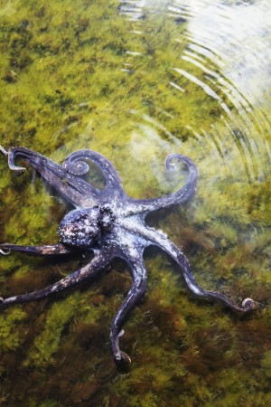 Hawaii, Day Octopus (Octopus Cyanea) Sitting In Shallow Water.