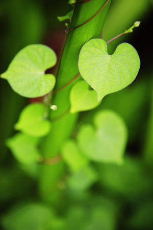 Hawaii, Extreme Close-Up Of Sunlit Green Leaves.