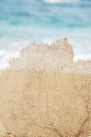 Hawaii, Oahu, Turquoise Ocean With Beautiful Coral Element On The Sand.
