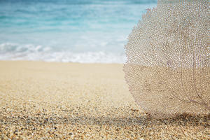 Hawaii, Oahu, Turquoise Ocean With Beautiful Coral Element On The Sand.