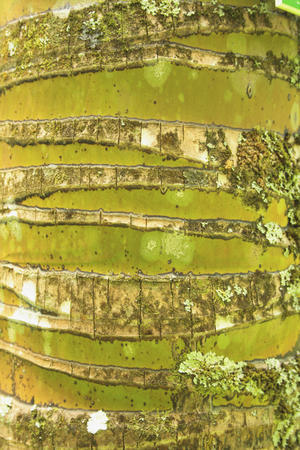 Hawaii, Oahu, Close-Up Of Coconut Palm Tree Bark Texture.