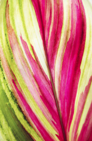 Close-Up Of A Ti Plant, Red And Green.