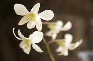 Hawaii, Kauai, White Orchid.