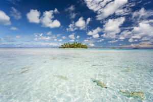 French Polynesia, Tuamatu Isalnds, Blacktip Reff Shark (Carcharhinus Melanopterus).