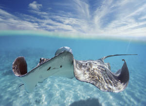 French Polynesia, Tahiti, Bora Bora, Stingray In Beautiful Turquoise Water.