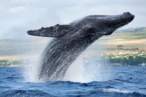 Hawaii, Maui, Humpback Whale Breaching With Island In The Background.