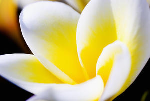 Thailand, Phuket, Kata Noi, Close Up Of Plumeria Flower.