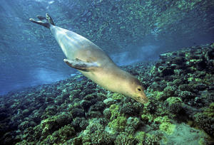 USA, Hawaiian Monk Seal (Monachus Schauinslandi); Hawaii
