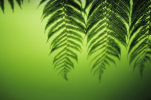 Hawaii, Lanai, Tree Ferns On Green Background.
