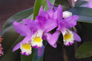 Hawaii, Cluster Of Pink Cattleya Orchids.