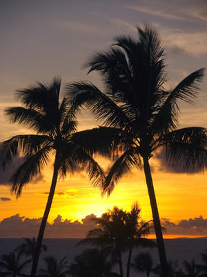 Hawaii, Maui, Kapalua, Palm Trees At Sunset.