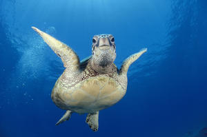 Hawaii, Maui, Front View Of Green Sea Turtle Midwater (Chelonia Mydas) A77A