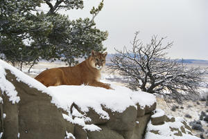 Montana Mountain Lion (Felis Concolor) Resting In Day Bed Winter, Snow A52G