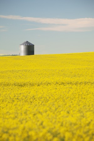 Flowering Canola With Grain Bins In The Background With Blue Sky And Clouds; Alberta, Canada
