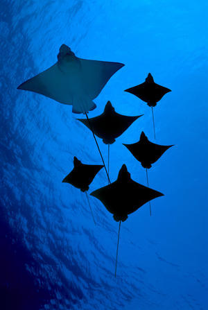 [Dc] Galapagos, Six Spotted Eagle Rays (Aetobatus Narinari) View From Below B1924