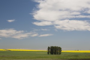 A Group Of Trees In A Green Field With Flowering Canola On The Distance With Blue Sky And Clouds; Alberta, Canada