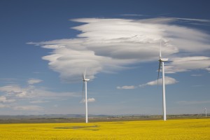 Dramatic Clouds With Blue Sky And Windmills In A Flowering Canola Field; Alberta, Canada