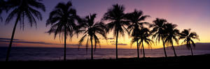 Hawaii, Maui, Dramatic Sunset Silhouette Palm Trees Lined Along Beach, Panoramic B1538