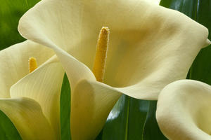 Hawaii, Big Island, Volcano, Calla Lilies, Close-Up B1587
