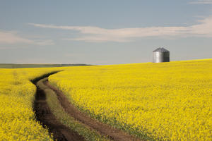 Flowering Canola With Grain Bins In The Background And Tractor Tracks In The Field; Alberta, Canada