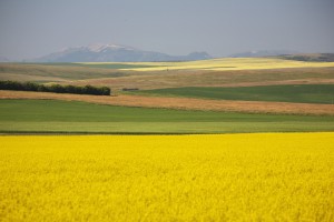 Flowering Canola Fields Mixed With Fields Of Green Wheat Rolling Hills And Mountains In The Distance; Alberta, Canada
