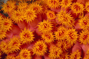 Indonesia Close-Up Top View Of Orange Tube Coral