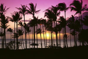 Hawaii, Maui, Kapalua Bay, Tropical Sunset, Palms Silhouette, Purple And Yellow Sky