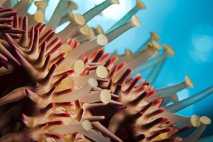 Hawaii, Maui, Molokini, A Macro Shot Of The Spines And Tube Feet Of A Crown Of Thorns Starfish, (Acanthaster Planci).