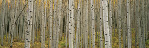 Aspen Grove In Fall, Kebler Pass, Colorado