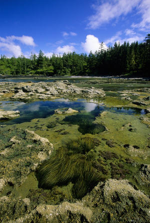 Tide Pools, Botanical Beach, Vancouver Island, Bc