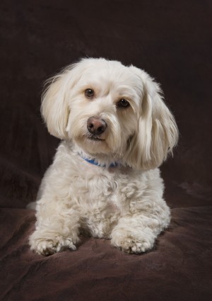 Shih Tzu-Poodle On A Brown Muslin Backdrop