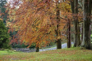 A Tree With Autumn Colours Beside A Road; Northumberland, England