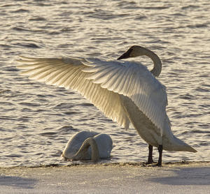 Swan Fanning Its Wings On The Ice Along The Tagish River, Yukon.