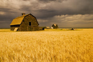 Abandoned Farm, Wind-Blown Durum Wheat Field Near Assiniboia, Saskatchewan