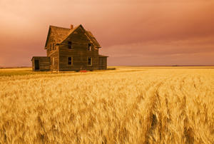 Abandoned Farm House, Wind-Blown Durum Wheat Field Near Assiniboia, Saskatchewan