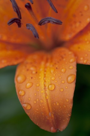 Close-Up Of Orange Lily Flower After Rain; Beads Of Water On Petals