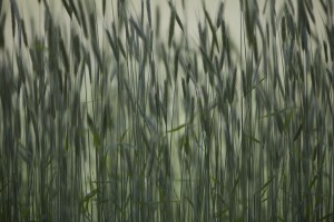 Long Grass In Farm Field