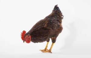 Rooster.