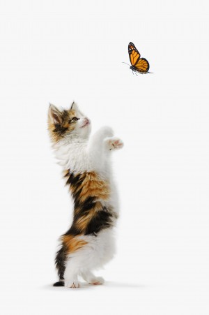 Kitten And Monarch Butterfly