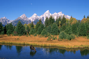 R.Watts; Grand Teton Nat'l Park, Snake River, Cow Moose Feeding, Wyoming