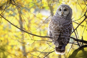 Barred Owl (Strix Varia); Pigeon Lake, Alberta, Canada