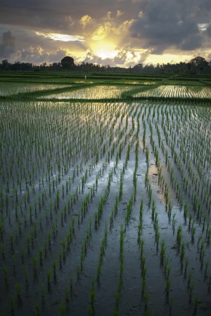 Rice Fields Near Ubud; Bali, Indonesia