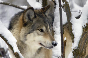 Captive Close Up View Of An Adult Gray Wolf, Alaska Zoo, Southcentral Alaska, Winter